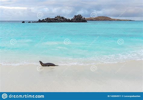 Galapagos Sea Lion, Galapagos Islands, Ecuador Stock Image - Image of cristobal, ecuador: 142004911