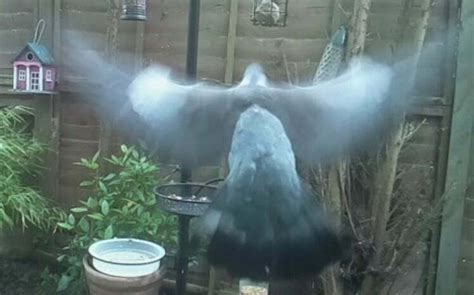 Image result for Motion Detection OpenCV