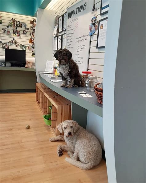 Resilient Hearts Animal Sanctuary - Intentionalist