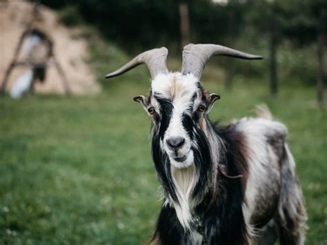 Top Goat Breeds in India & Their Feeding Habits | Hari Patti Blog