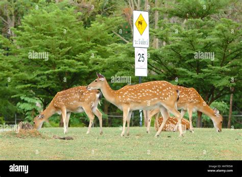 Danger Tree Sign 的图像结果
