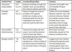 Pelvis and Perineum - 3 Chapter Notes - Anatomy - NEET PG PDF Download