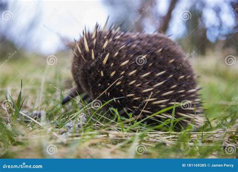 Echidna And Hedgehog