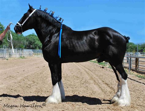 Clydesdale/Belgian cross | Horses, Draft horses, Big horse breeds