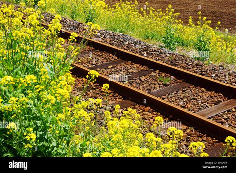 Local Source Line 的图像结果