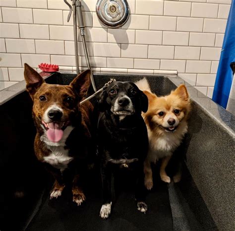 Self Serve, Self Washing Dog Wash Station In St. Louis At Four Muddy Paws