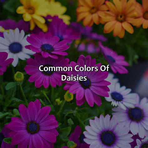What Color Are Daisies