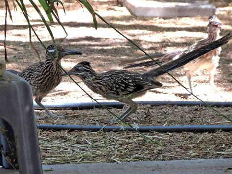 Road Runner Run 的图像结果