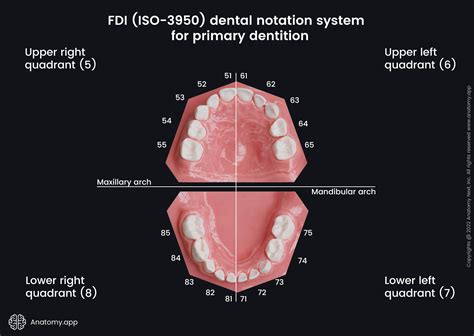 Image result for FDI World Dental Federation notation FDI Notation Examples