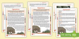 What is a Hippopotamus? - Answered - Twinkl Teaching Wiki