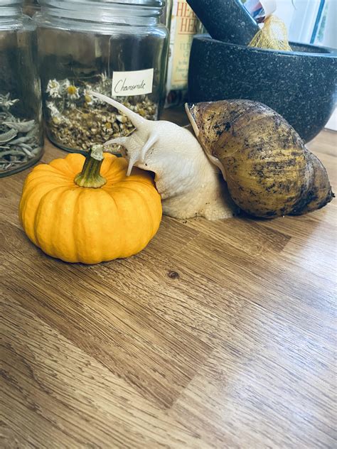 My Cornelius enjoying his autumn pumpkin : r/snails