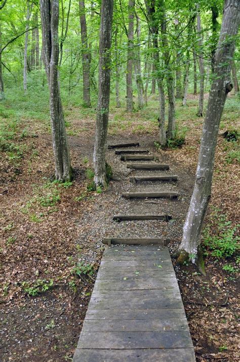 Image result for Exploring On Forest