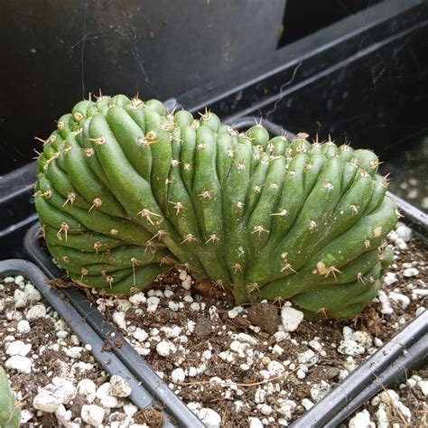 Trichocereus pachanoi f. cristata | 'Crested San Pedro' | Live plant