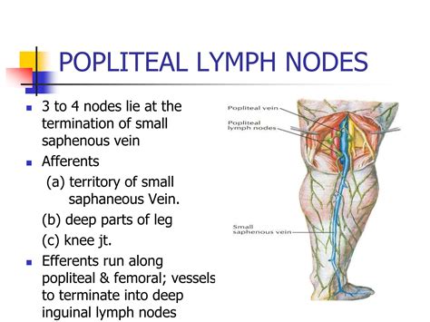 Popliteal Lymph Nodes