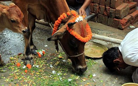 अपने हिन्दू दोस्त को श्रद्धांजलि देने के लिए मुस्लिम शख़्स ने गाय को ...