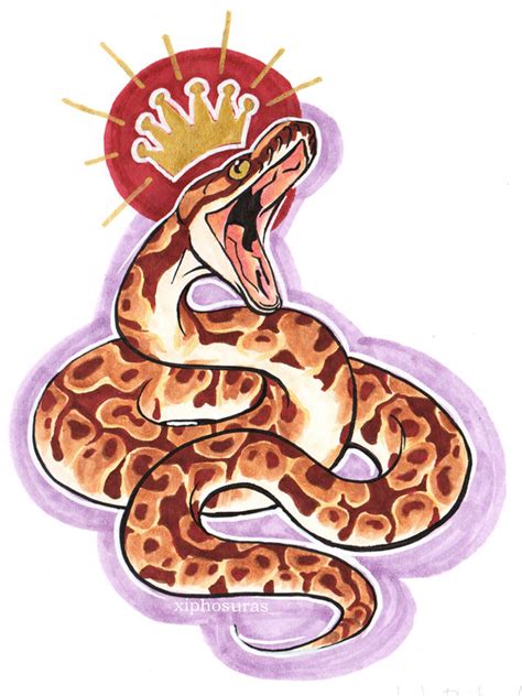 Image result for Python Regius