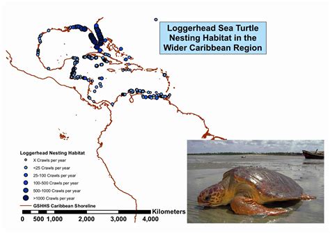 Loggerhead Sea Turtle Habitat Sea Turtle Conservancy: Our Save The
