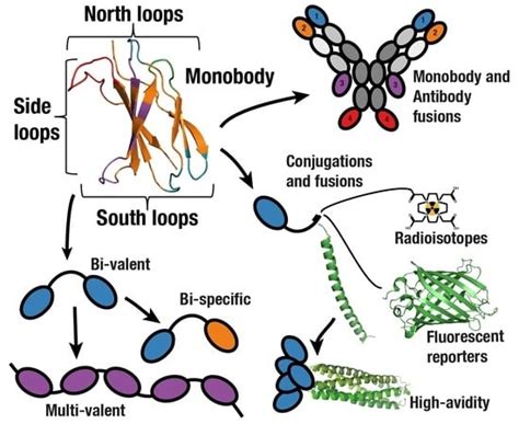 Development and Differentiation in Monobodies Based on the Fibronectin ...