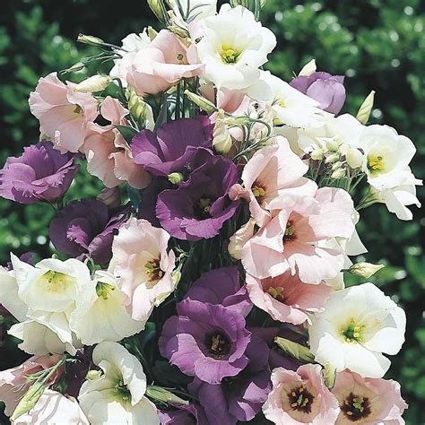 Multicolor Lisianthus in 1-Pint NURSERY at Lowes.com