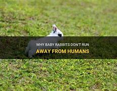 Image result for Cute Baby Rabbits Newborn