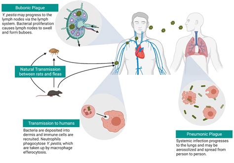 Life cycle of Yersinia pestis and outcomes in humans | BioRender Science Templates
