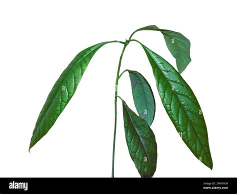 Image result for Small Avocado Tree