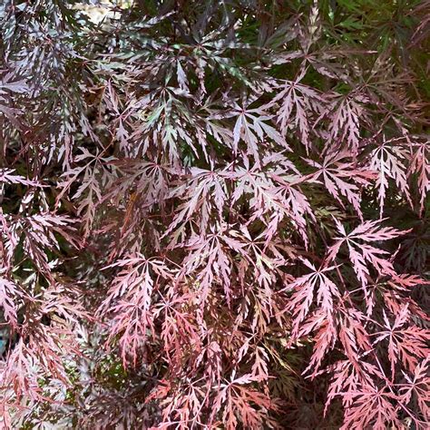 Dwarf Japanese Maples – Maple Ridge Nursery