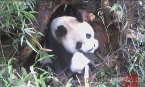 中国首次记录野生大熊猫幼仔_ 视频中国