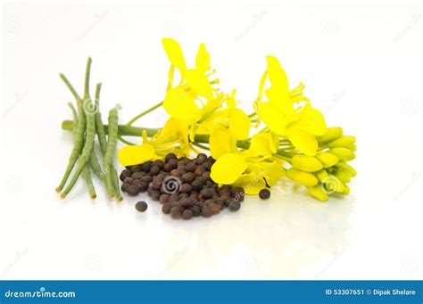 Brown Mustard Seeds and Mustard Flower Stock Image - Image of ...