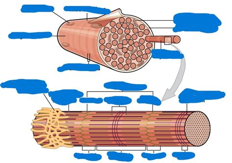 Image result for Skeletal Muscle Fiber Structure