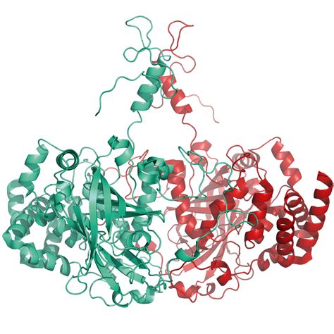 Catalase Structure