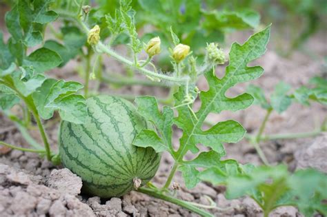 🍉Best Watermelon Companion Plants For Your Garden