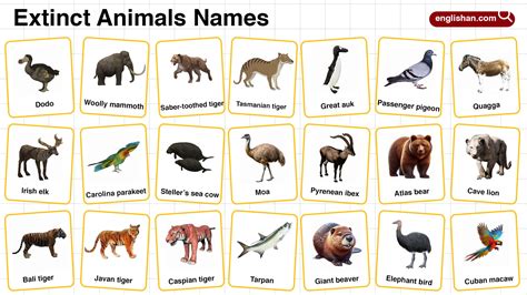 Image result for Extinct Animals with Names