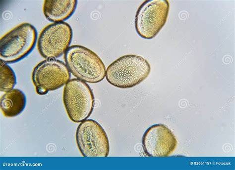 Image result for Flower Pollen Under Microscope