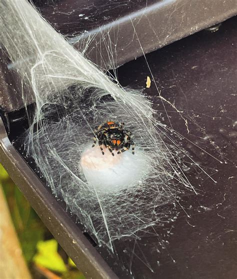 Jumping Spider Egg Sac