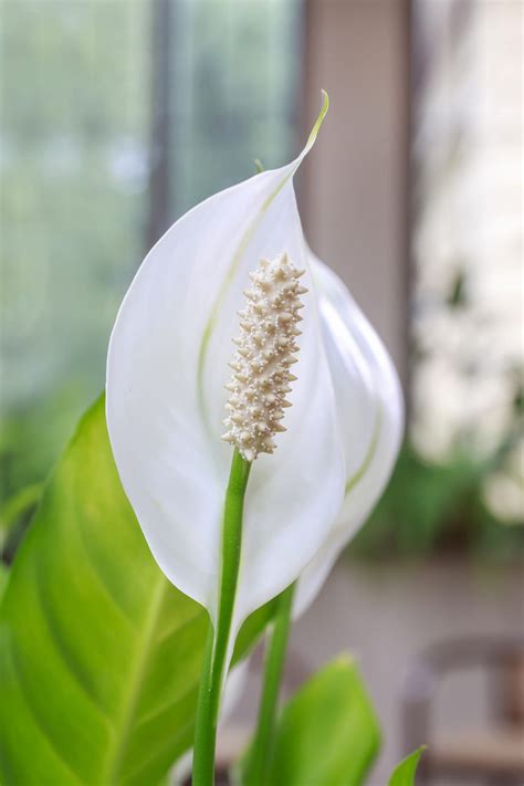 Peace Lily Care: How to Care for this Blooming Houseplant - Among the ...