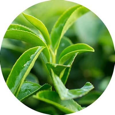 Best Sunscreen for All skin type | Buy sunscreen cream online | spf 50 ...