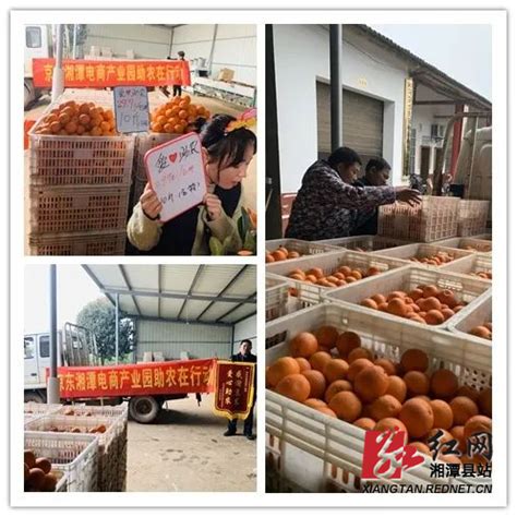 大四学生返乡一天卖完3000斤脐橙：直播一周卖完自家上万斤，收入翻倍——中国青年网