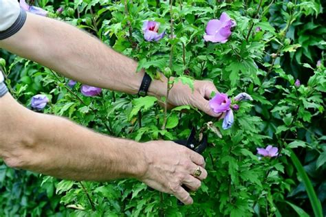 Image result for Root Rot Hibiscus