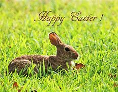 Image result for Cool Easter Bunny Pics