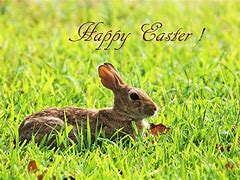 Image result for Easter Bunny Y
