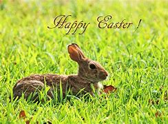 Image result for Easter Bunny Farm