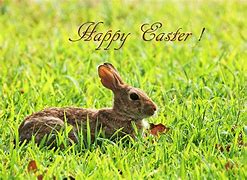 Image result for Pics of the Easter Bunny