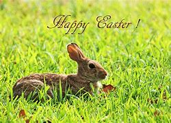 Image result for Easter Bunny Real Rabbit