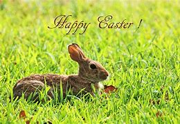Image result for Pictur of Easter Bunny
