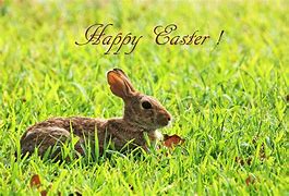 Image result for Easter Bunny Restaurnt Visit