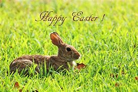 Image result for Funky Easter Bunny Art