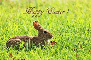 Image result for Cute Easter Bunny Images