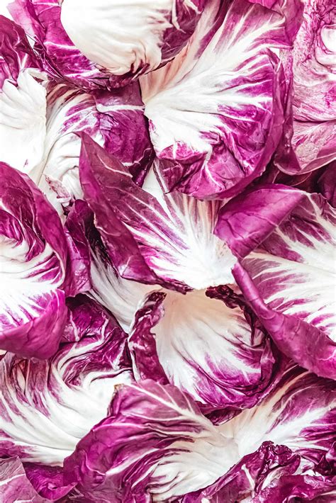 Types Of Purple Lettuce