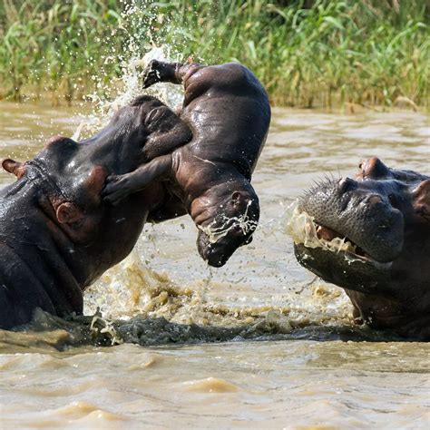 Hippo Chasing Man Jesus